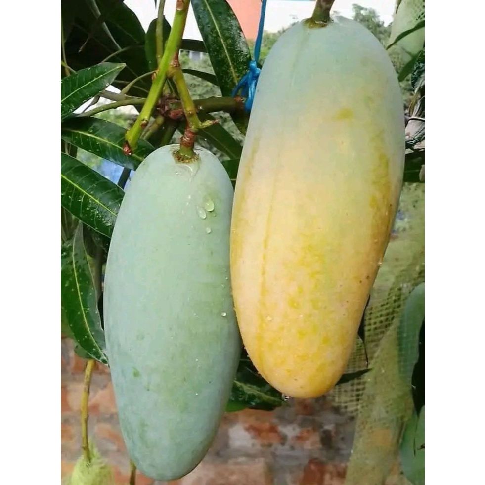 Jual Mangga Kiojay Batang Besar 1 meter OKULASI | Shopee Indonesia