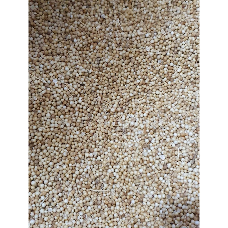 Jual papi saiyo ketumbar utuh ketumbar butir coriander seeds 1kg 500gr ...