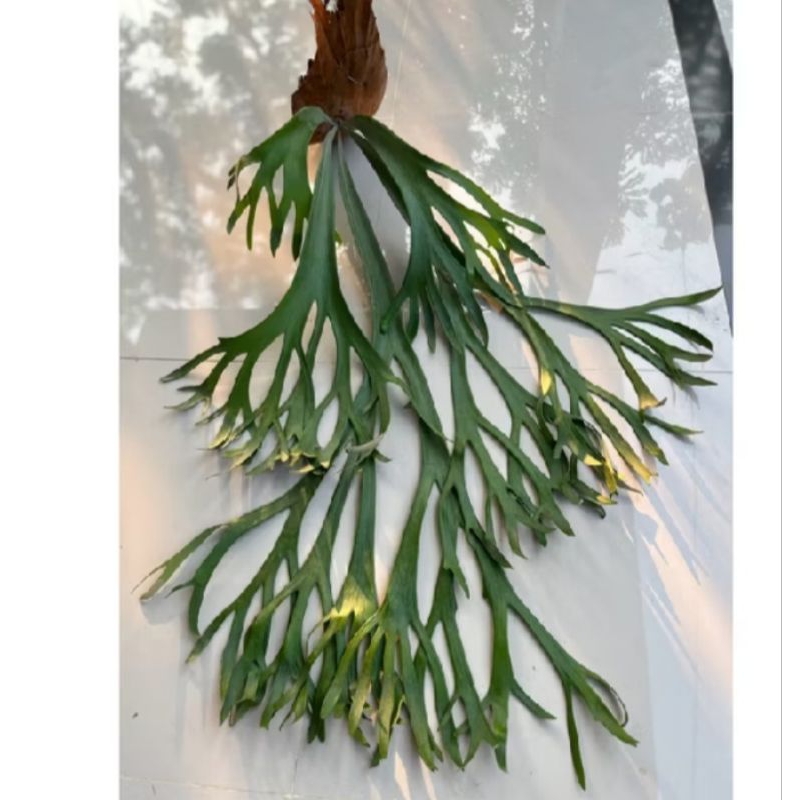 Jual Tanaman Simbar Menjangan / Tanduk rusa / plantycerium willinckii ...
