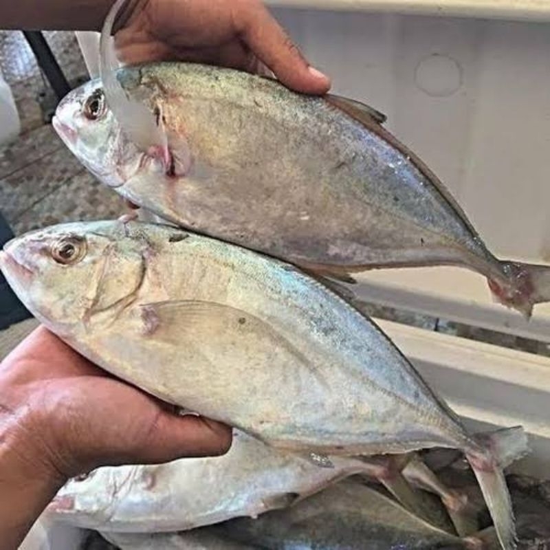 Jual ikan kuwe steak 1kg | Shopee Indonesia