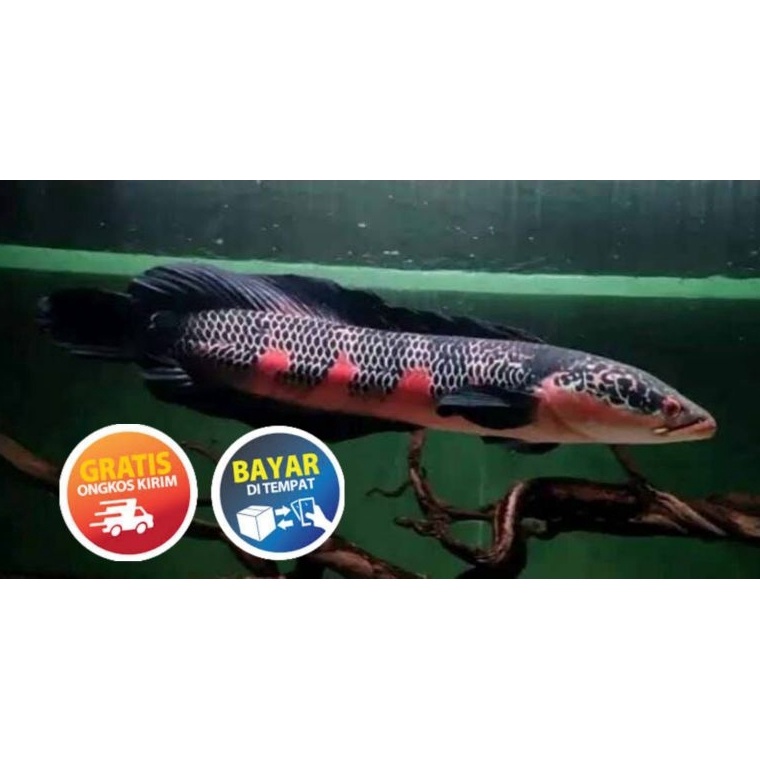 Jual KODE D29G seafood RED MARU BARITO GRADE S | Shopee Indonesia