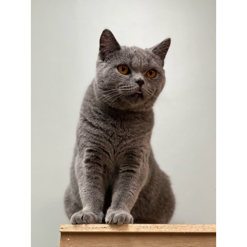 Jual Anak Kucing British Shorthair Asli | Shopee Indonesia