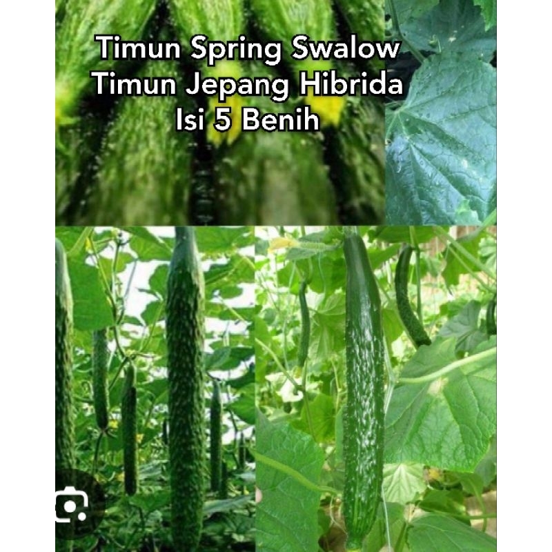 Jual Timun Jepang Hibrida (BENIH/BIJI) | Shopee Indonesia