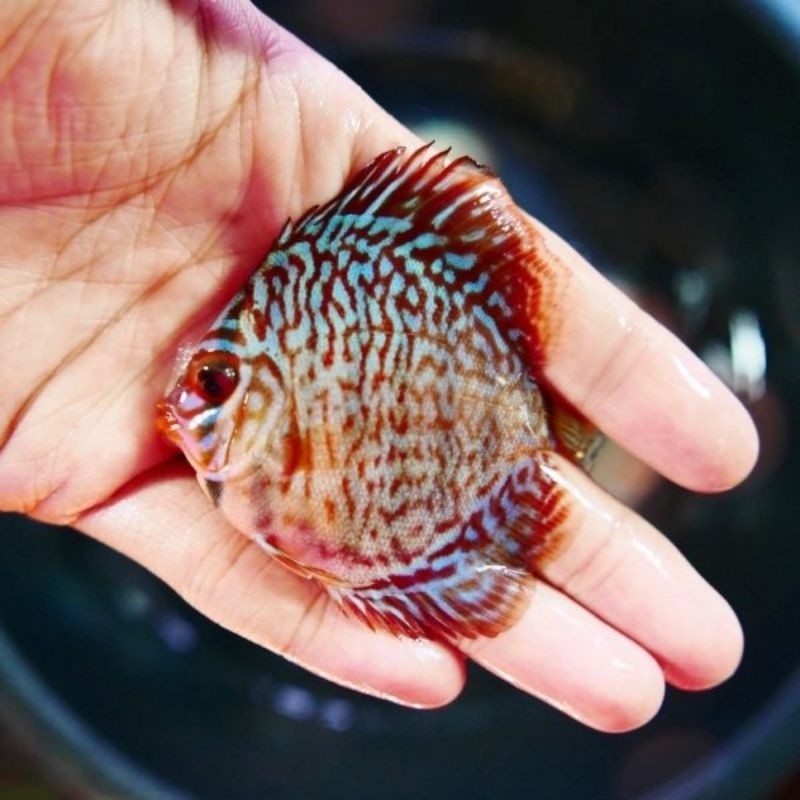 Jual HB Red Torque Discus Aquarium | Shopee Indonesia