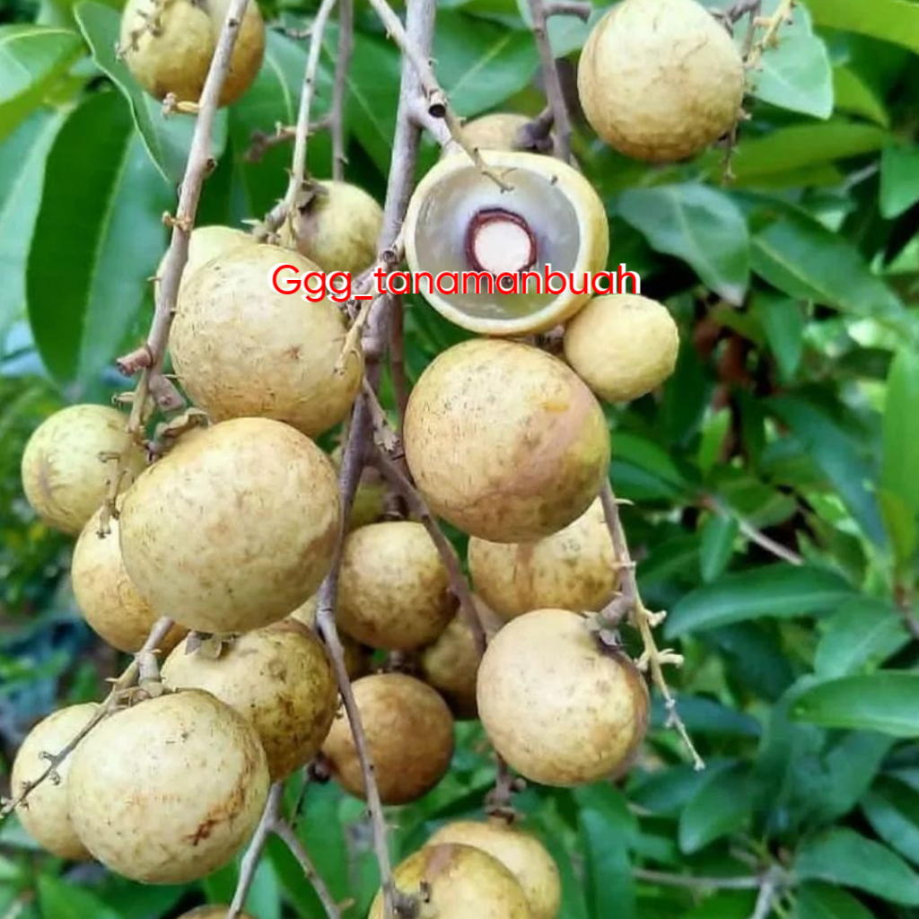 Jual Bibit Kelengkeng Matalada Cepat Berbuah Super Spesial | Shopee ...
