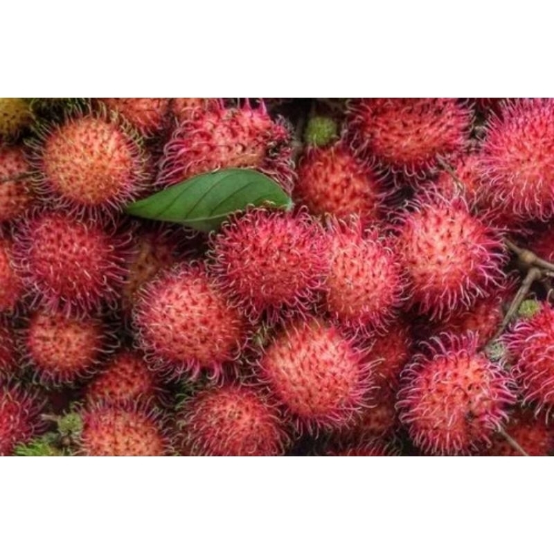 Jual Rambutan Per kg ( Manis dan lekang ) | Shopee Indonesia