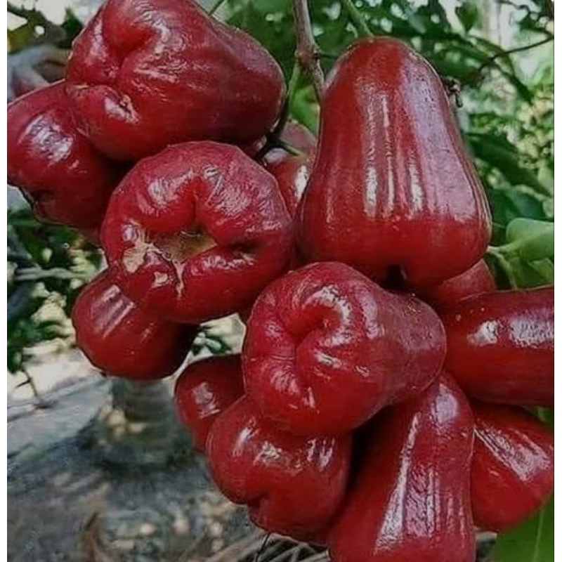 Jual Jambu Citra Besar Merah Segar Manis 1kg | Shopee Indonesia