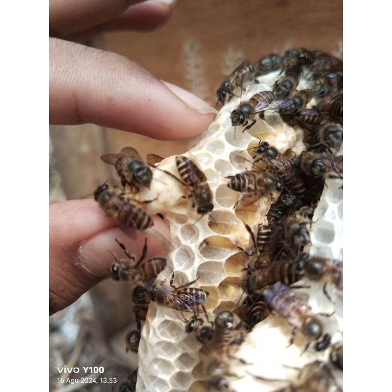 Jual Quen Cell_Calltu LB'H_Madu Apis Cerana_Sarang Kepompong Biang@n ...