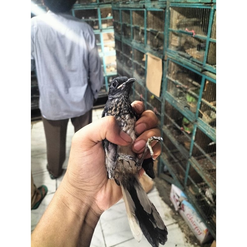 Jual Burung kacer trotol jantan pilihan | Shopee Indonesia