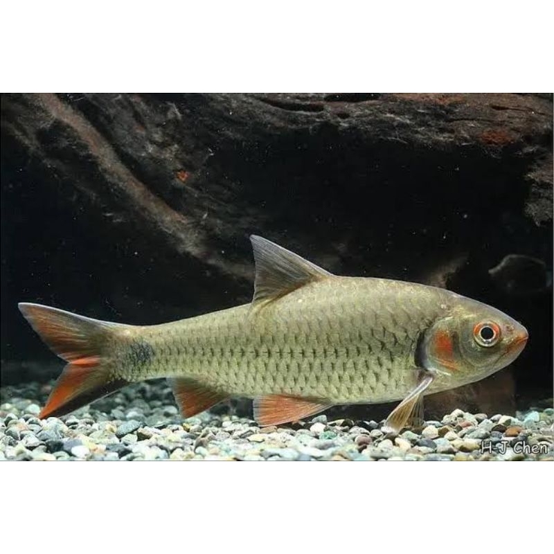 Jual Pajangan Pontius Orphoides (Javean Barb) | Shopee Indonesia