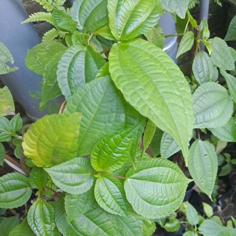 Jual TANAMAN DAUN POHPOHAN (Pilea Trinervia Wight) | Shopee Indonesia