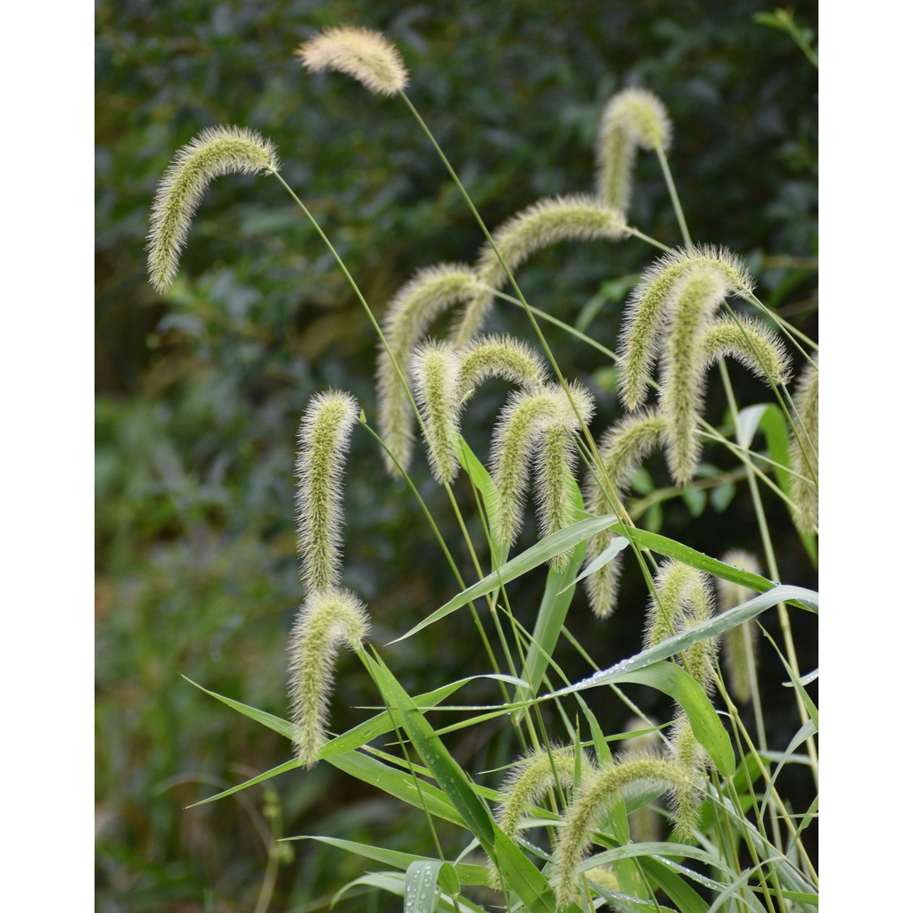 Jual 400 Biji/Benih Rumput Green Foxtail Setaria viridis Millet seeds ...