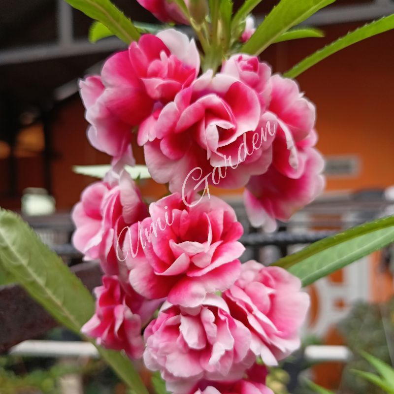 Jual 50 Biji Benih Bunga Pacar Air Magenta Gradasi Pink Tumpuk ...