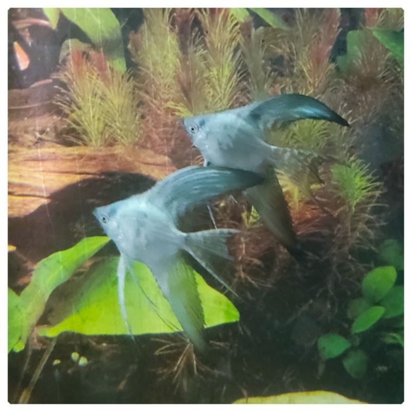 Jual Ikan Manfish Blue Paraiba Slayer | Shopee Indonesia