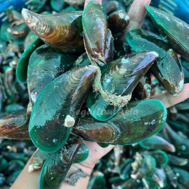 Jual Kerang Hijau / Kerang Ijo Jumbo Fresh & Frozen 1 kg Termurah ...