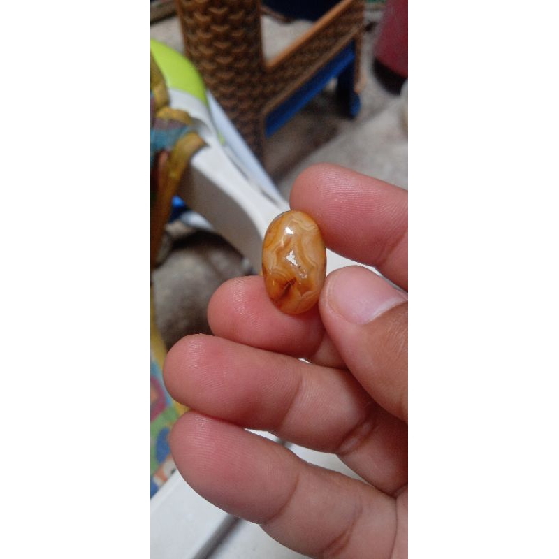 Jual batu combong kantong semar | Shopee Indonesia