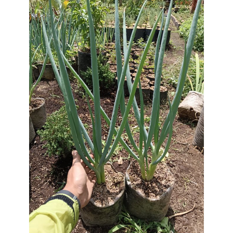 PAKET 2 TANAMAN DAUN BAWANG SUPER BESAR RIMBUN