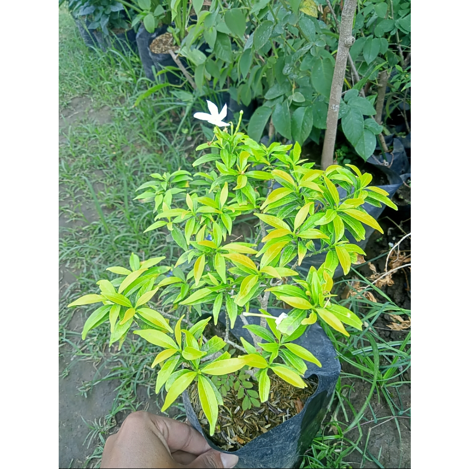 Jual Tanaman rombusa | tanaman hias rombusa | kondisi rimbun-rimbun ...