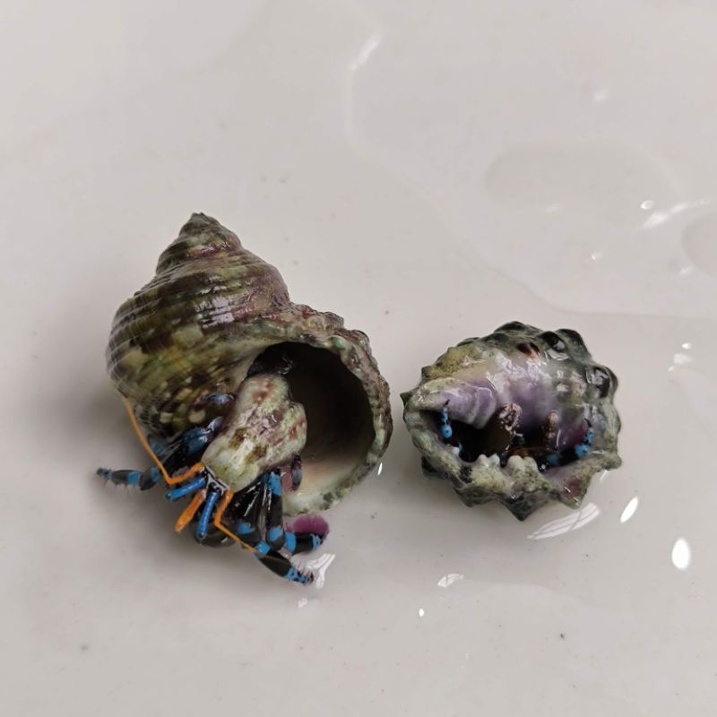 Jual kelomang kaki biru air laut cleaning crew Shopee Indonesia