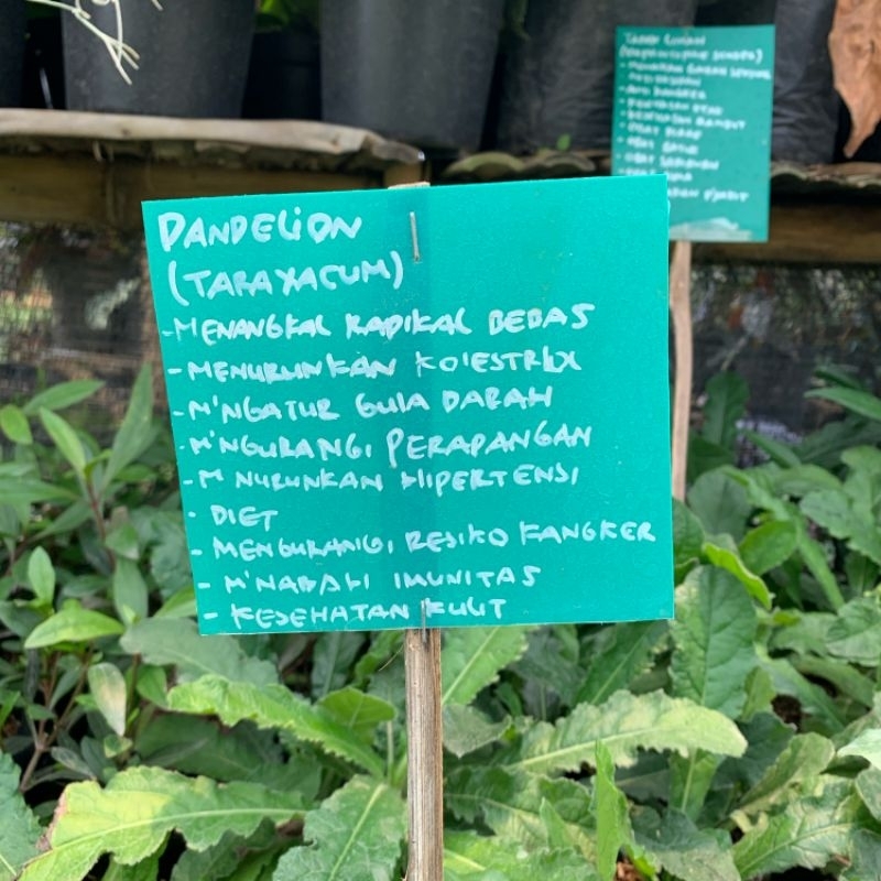 Jual Bibit Tanaman Herbal Toga Bunga Dandelion / Randa Tapak | Shopee ...