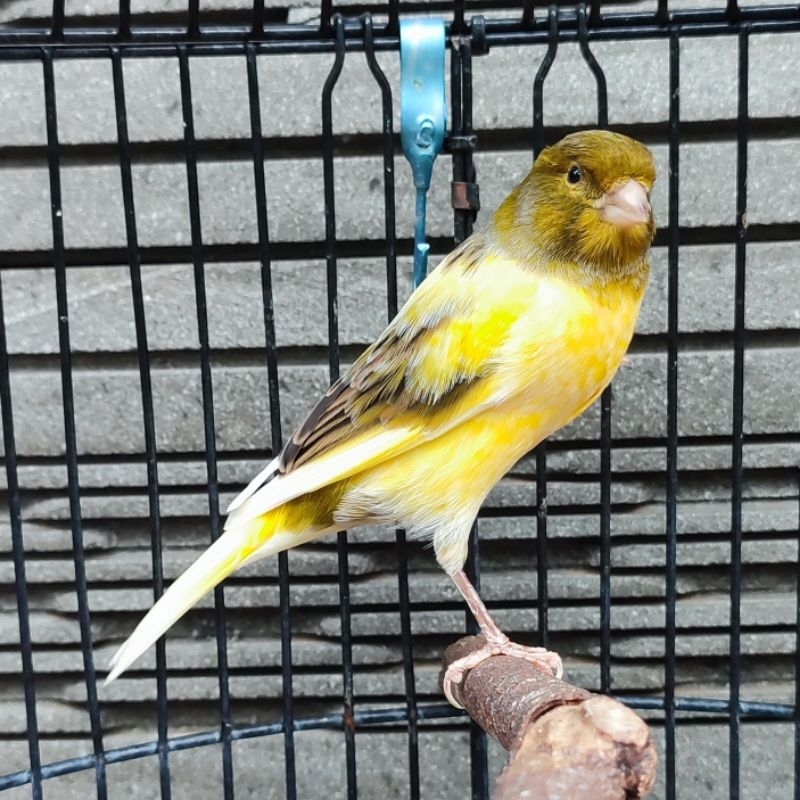 Jual Kenari Bon Kuning Simetris - Jantan Gacor (Only Instant Grab/Gojek