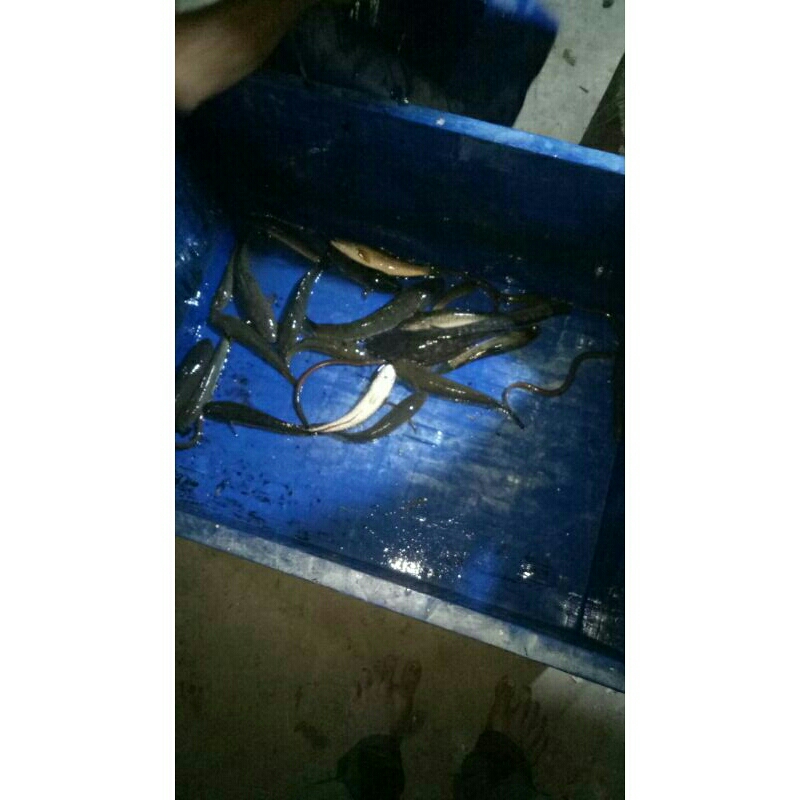 Jual Belut Sawah Atau Rawa hidup Beku/mat! Ada | Shopee Indonesia