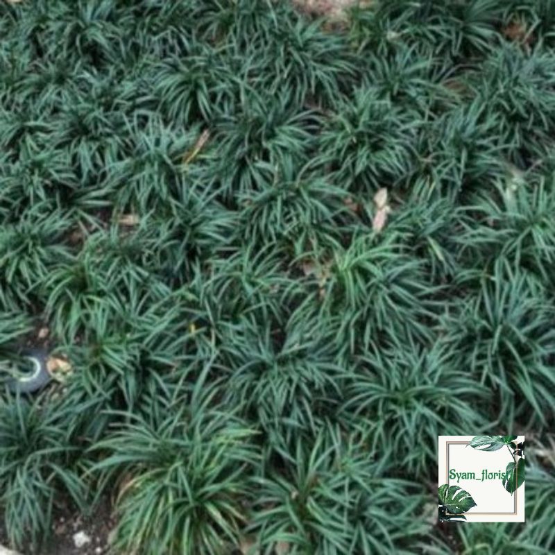 Jual Bunga Rumput Terlengkap & Harga Terbaru Oktober 2026 | Shopee ...