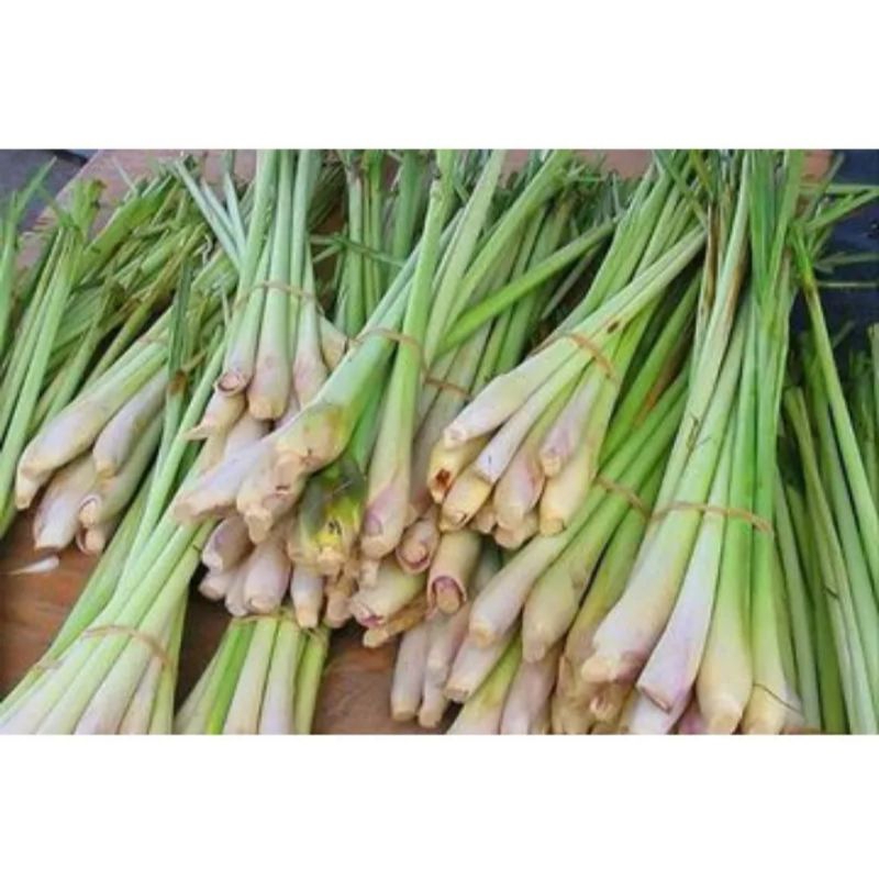 Jual sereh serei segar bandung | Shopee Indonesia