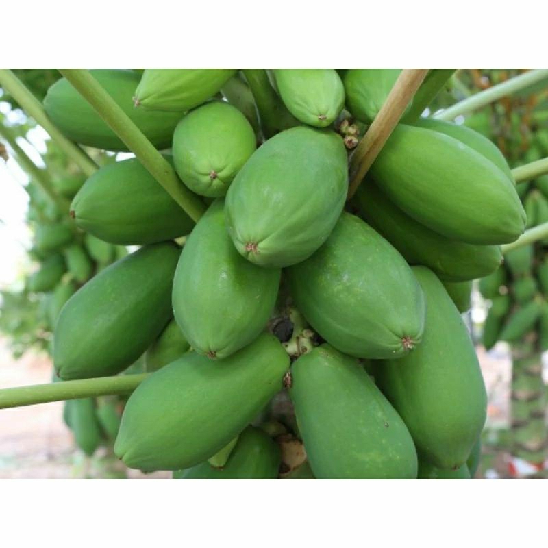 Jual Buah Pepaya Muda Pepaya Sayuran 1kg Shopee Indonesia