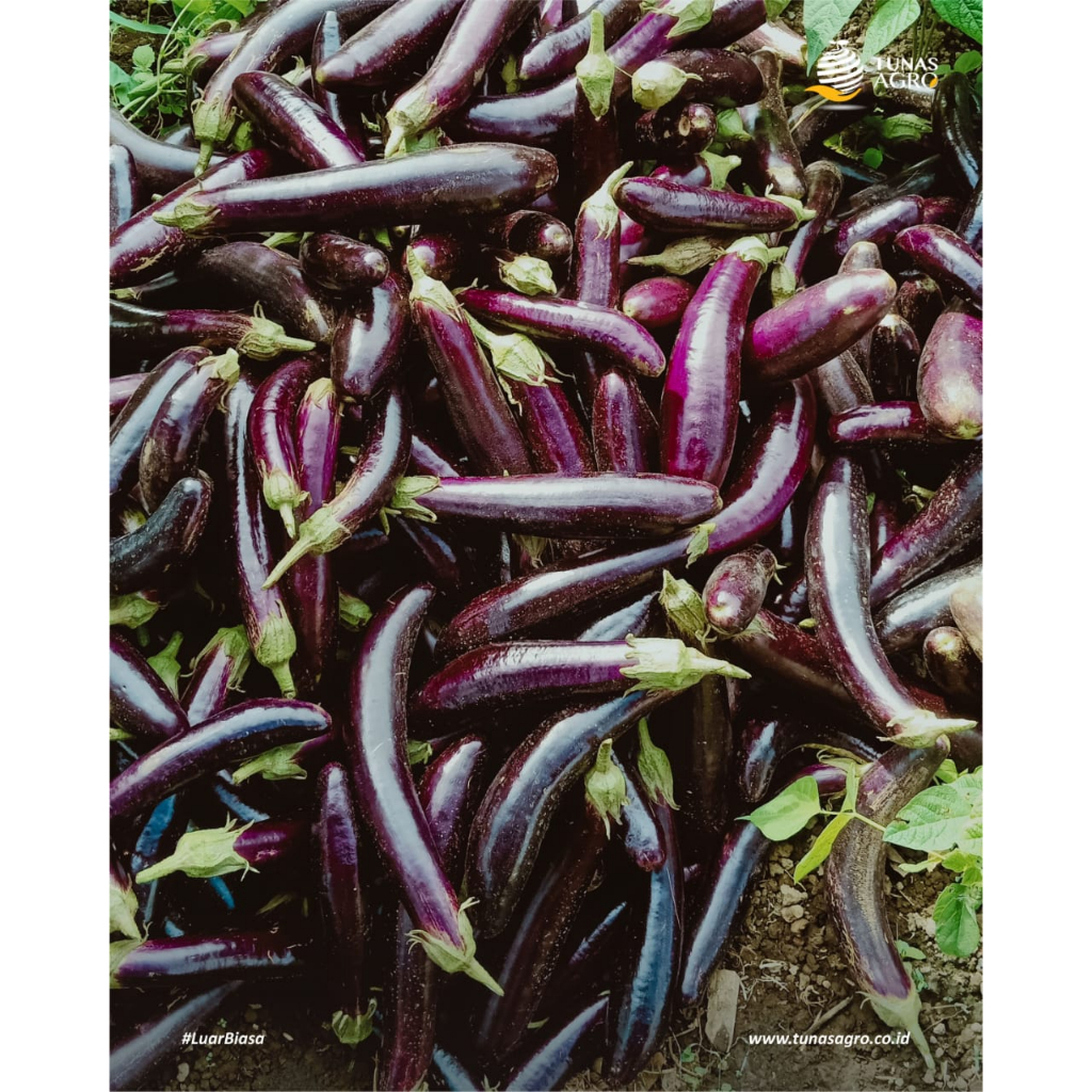 Jual BENIH TERONG UNGU TAVI RIMANG F1 TUNAS AGRO ISI 10 Gram | Shopee ...
