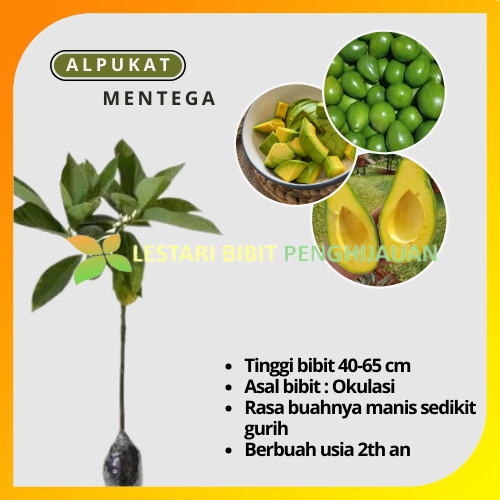 Jual Bibit Alpukat Mentega Jumbo Cepat Berbuah Shopee Indonesia