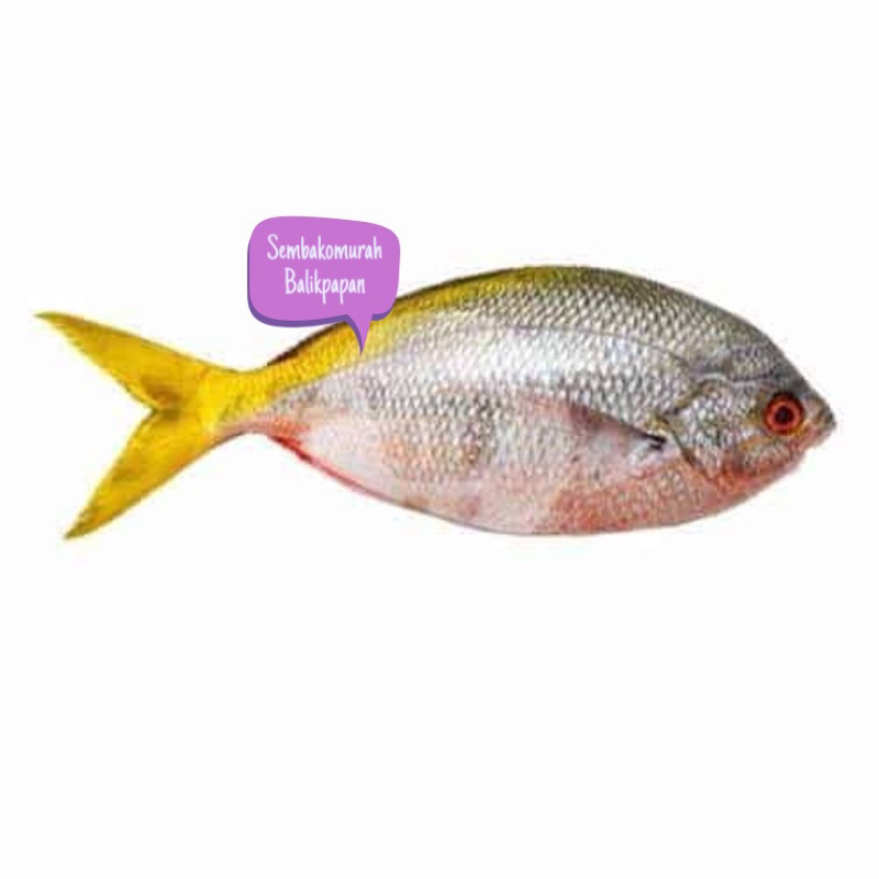 Jual ikan ekor kuning 1 kg | Shopee Indonesia