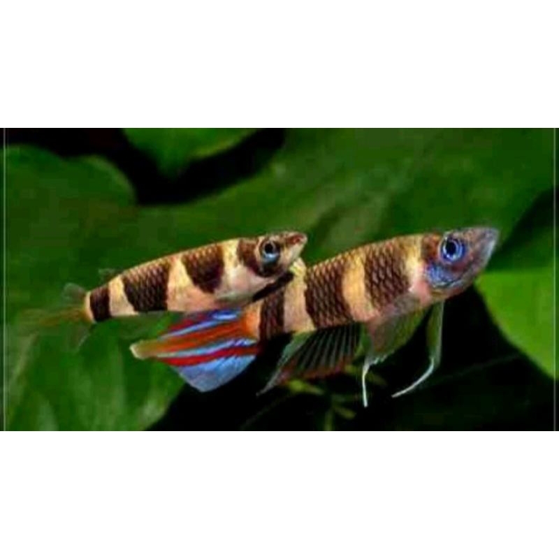 Jual hiasan aquarium anulatus /roket 10 ekor | Shopee Indonesia