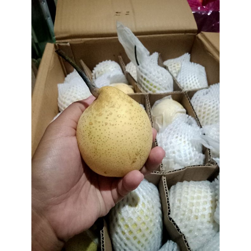 Jual Pear Yalie 1kg Shopee Indonesia 