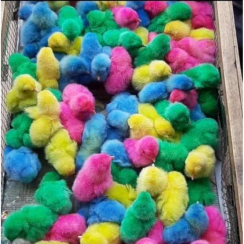 Jual Anak Ayam Warna Warni Hidup Ayam Pelangi Super | Shopee Indonesia