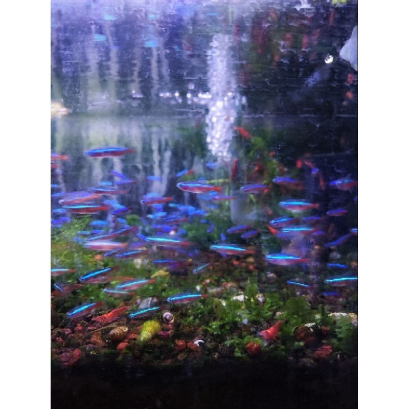 Jual Neon Cardinal Size S (1cm) | Shopee Indonesia