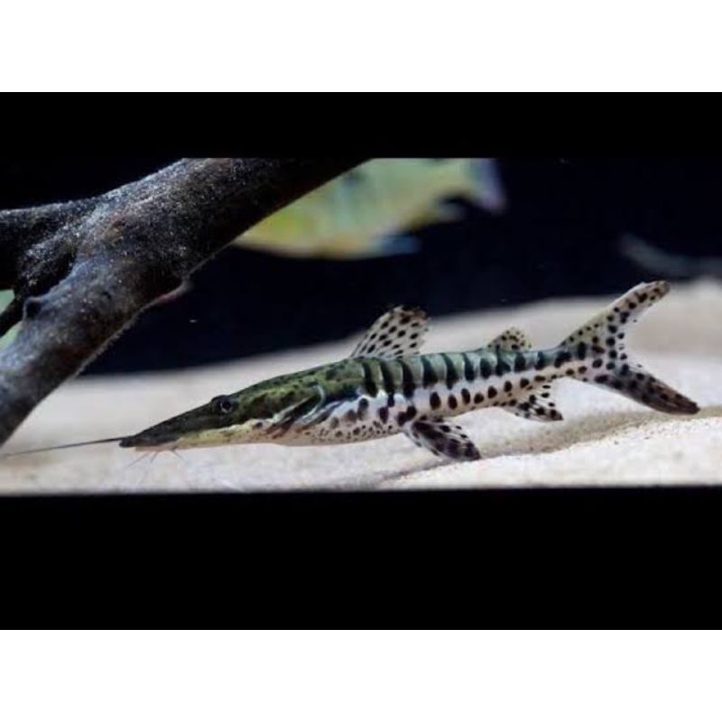 Jual catfish TSN tiger shovel nose | Shopee Indonesia