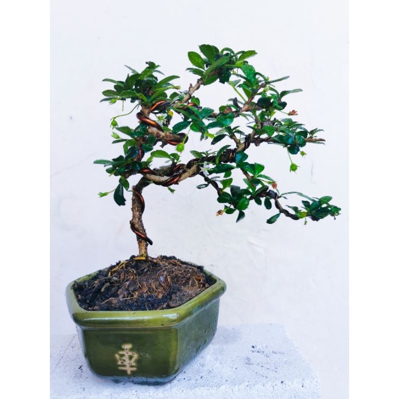 Jual Bonsai Hokianti Hokianti Buah Bonsai Mame Shopee Indonesia