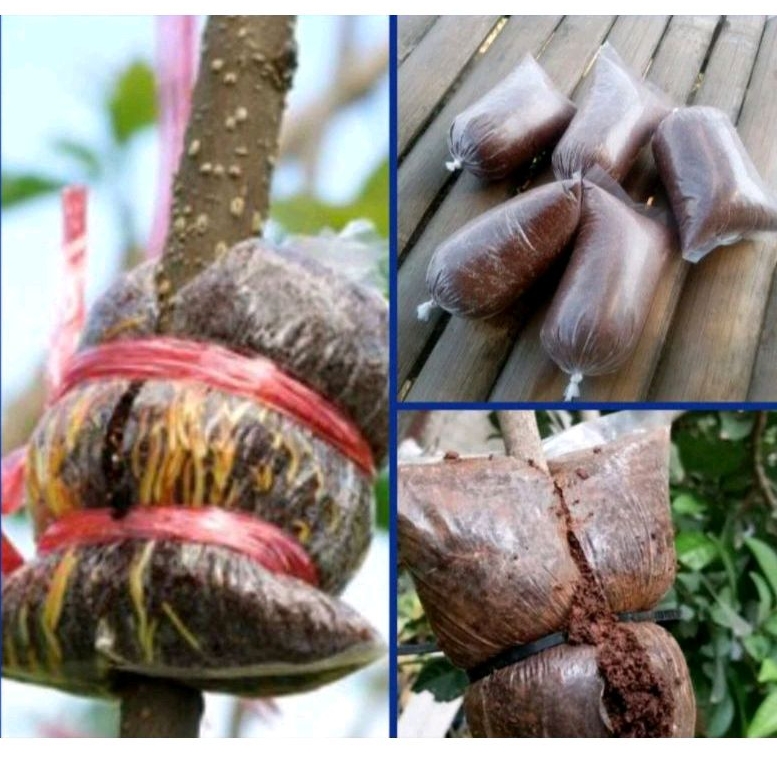 Media Tanam Cocopeat Untuk Cangkok Tanaman, Penumbuh Akar, Praktis, Siap Pakai