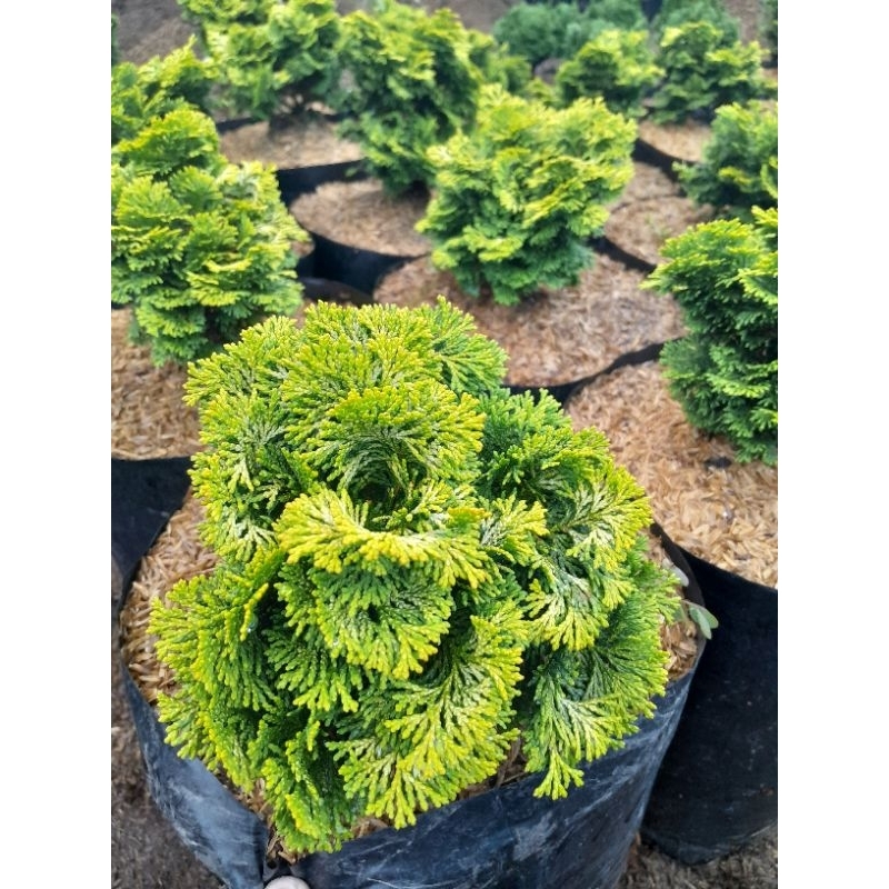 Jual Cemara Inoki Casuarina Equisetifolia (Pusat Tanaman Hias Cihideung ...