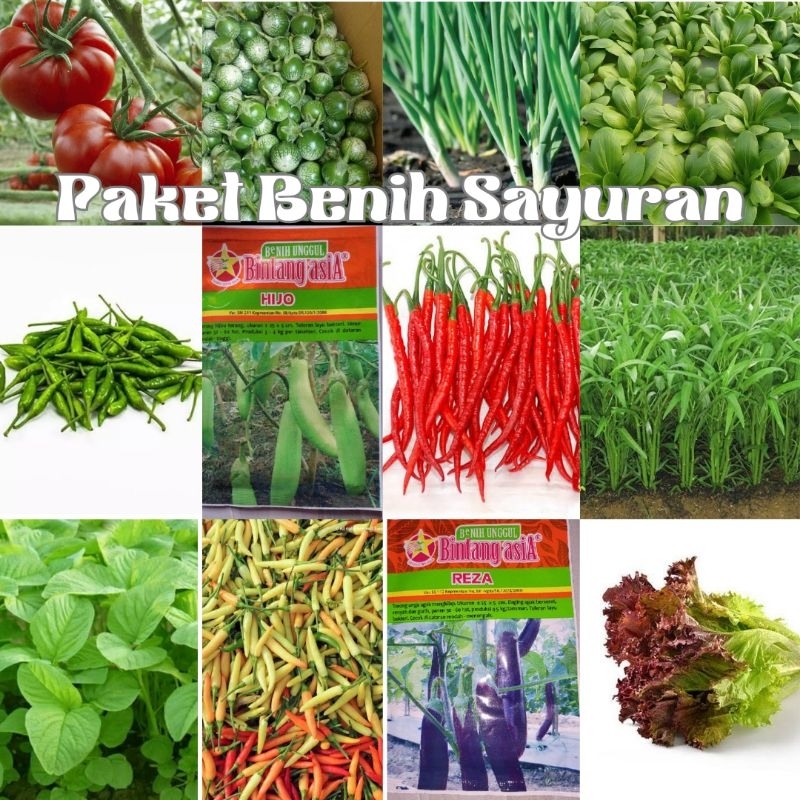 Paket Benih Sayuran Lengkap Cepat Panen untuk Pemula