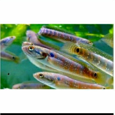 Jual ikan chana limbata dan chana asiatica ws cana maru/chana limbata ...