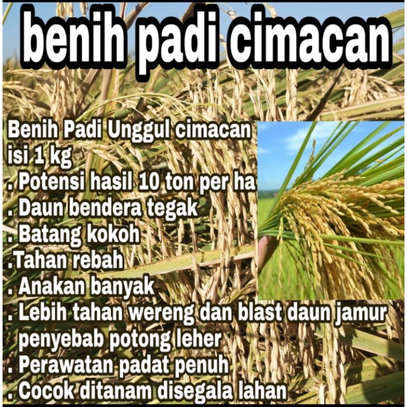 Jual BENIH PADI CIMACAN BERKUALITAS UNGGUL PER 1KG | Shopee Indonesia
