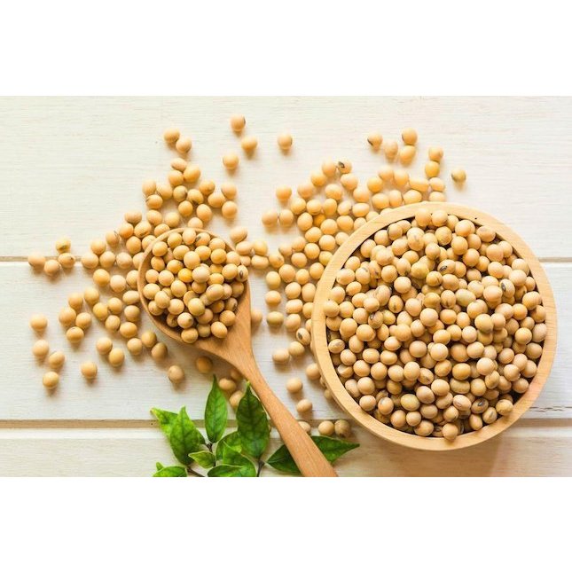 Jual MAKANAN HAMSTER KACANG KEDELAI ORGANIK 10 GRAM SOYBEAN Shopee Indonesia
