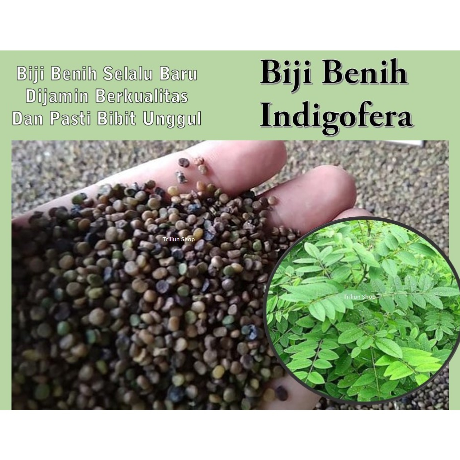 Jual Biji Benih Indigofera Pakan Hewan Ternak Bibit Kualitas Super