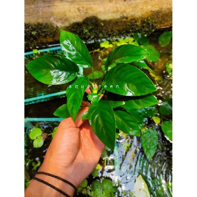 Jual Anubias Nana Jumbo Indukan Tanaman Aquascape Shopee Indonesia