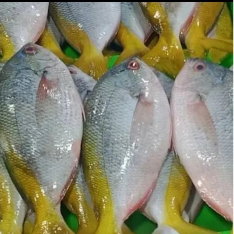 Jual Ikan Kakap Ekor Kuning Segar 1kg Shopee Indonesia