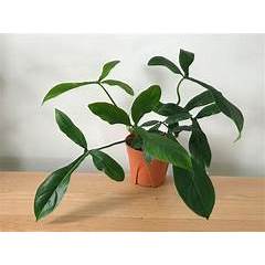 Jual Tanaman Hias philodendron code 69686 | Shopee Indonesia