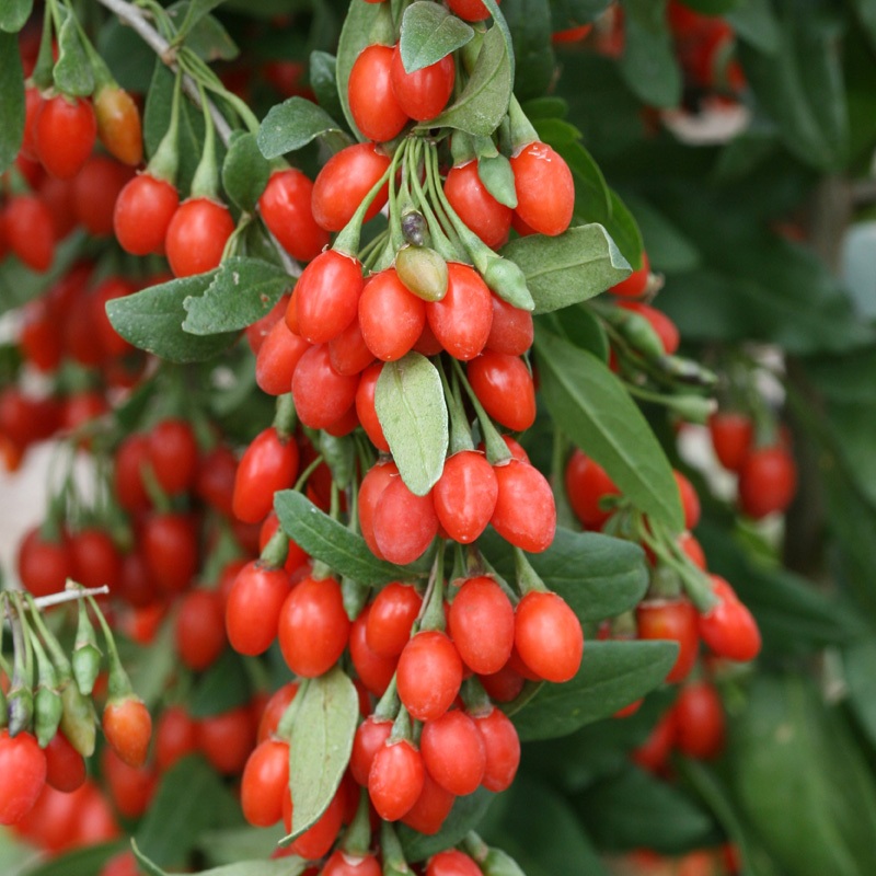 Bibit Benih Buah Goji Berry Gojiberry (100 Butir)