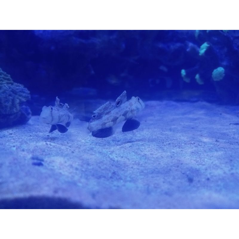 Jual ikan hias laut jabing gajah | Shopee Indonesia